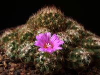 Thumbnail of 1339_Coryphantha hesteri_20150719(1).JPG